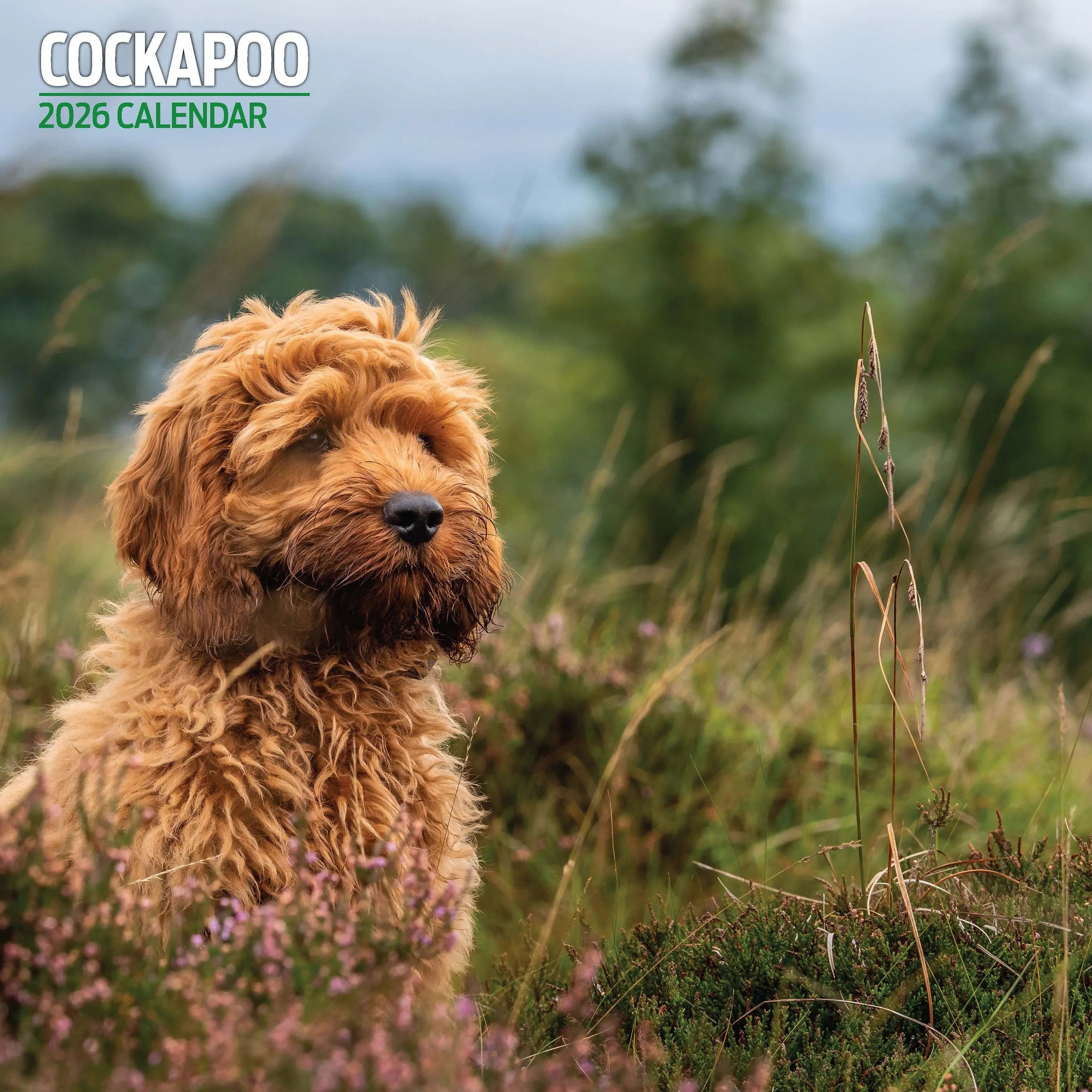 Cockapoo Magnet Cockapoo Kalender 2025 kaufen | Einfach online bestellen