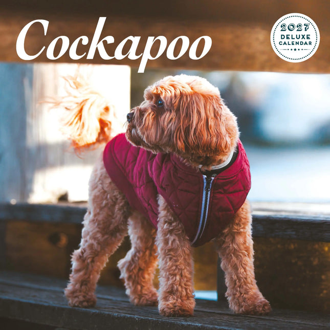 Magnet & Steel Cockapoo Kalender 2026 Deluxe