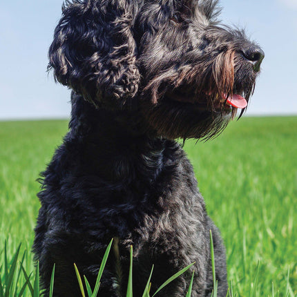 Magnet & Steel Cockapoo Kalender 2026 Slimline