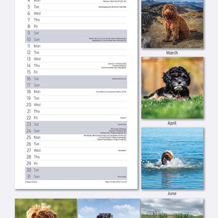 Magnet & Steel Cockapoo Kalender 2026 Slimline