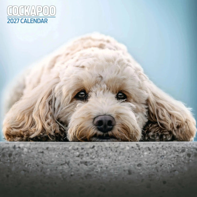 Magnet & Steel Cockapoo Kalender 2027
