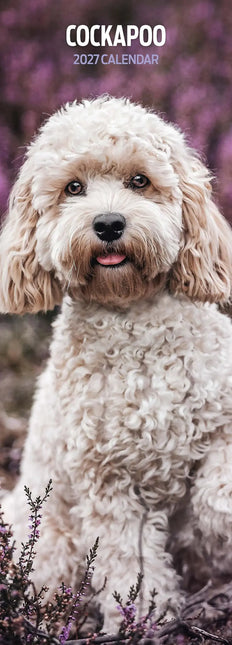 Magnet & Steel Cockapoo Kalender 2027 Slimline