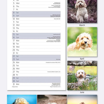 Magnet & Steel Cockapoo Kalender 2027 Slimline