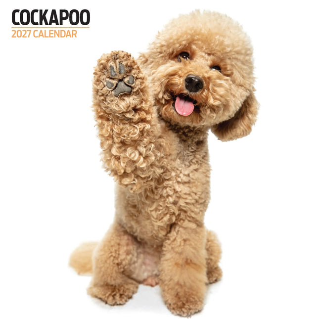 Magnet & Steel Cockapoo Modern Kalender 2026