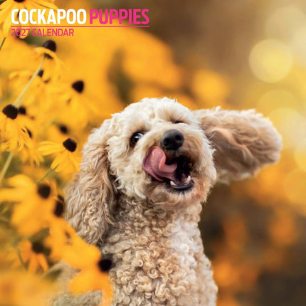Magnet & Steel Cockapoo Puppies Kalender 2026
