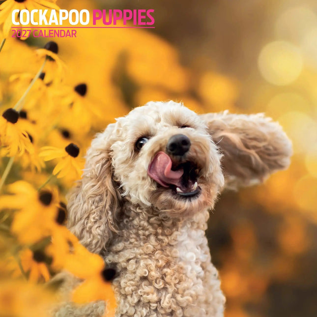Magnet & Steel Cockapoo Puppies Kalender 2027