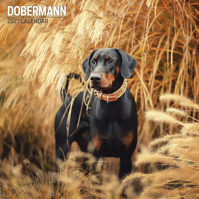 Magnet & Steel Dobermann Kalender 2027