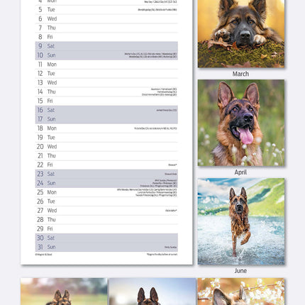 Magnet & Steel Duitse Herder Kalender 2026 Slimline