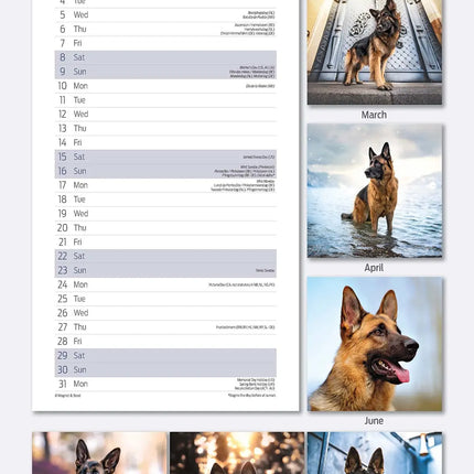 Magnet & Steel Duitse Herder Kalender 2026 Slimline