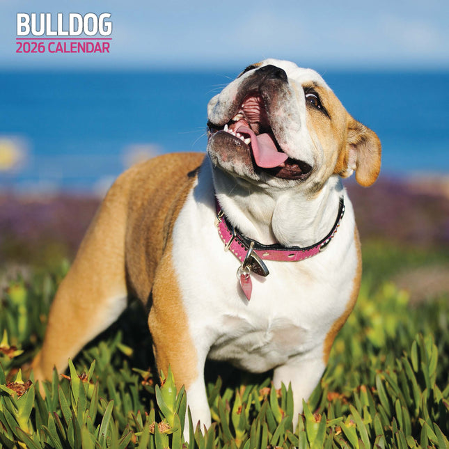 Magnet & Steel Engelse Bulldog Kalender 2027