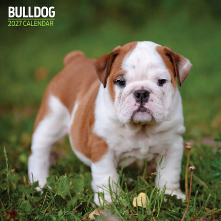 Magnet & Steel Engelse Bulldog Kalender 2027