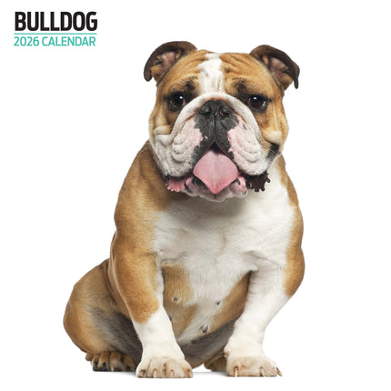Magnet & Steel Engelse Bulldog Modern Kalender 2026