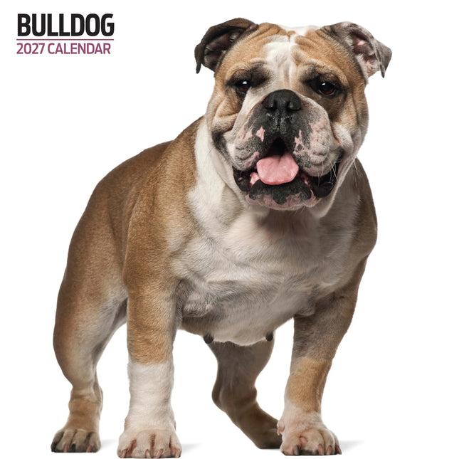 Magnet & Steel Engelse Bulldog Modern Kalender 2027
