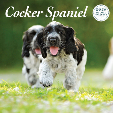 Magnet & Steel Engelse Cocker Spaniel Kalender 2027 Deluxe