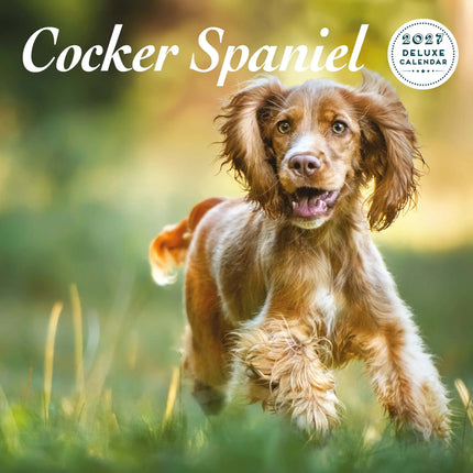 Magnet & Steel Engelse Cocker Spaniel Kalender 2027 Deluxe