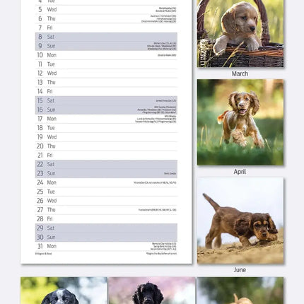Magnet & Steel Engelse Cocker Spaniel Kalender 2027 Slimline