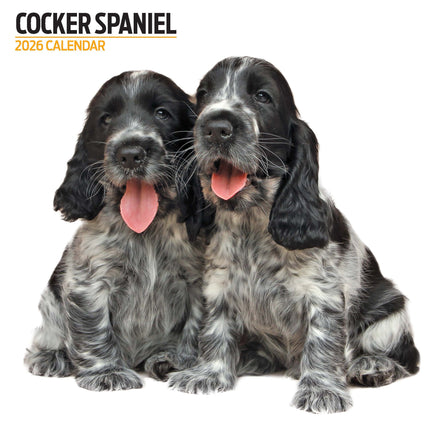 Magnet & Steel Engelse Cocker Spaniel Modern Kalender 2026