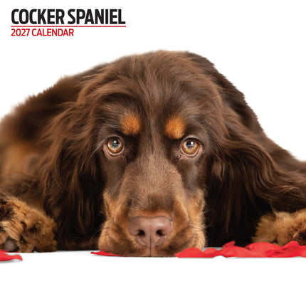 Magnet & Steel Engelse Cocker Spaniel Modern Kalender 2027