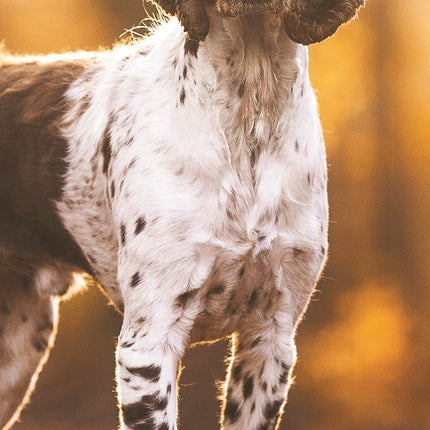 Magnet & Steel Engelse Springer Spaniel Kalender 2025  Slimline