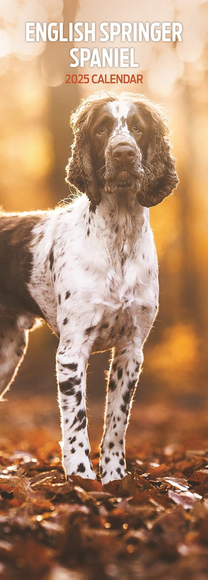 Magnet & Steel Engelse Springer Spaniel Kalender 2025  Slimline