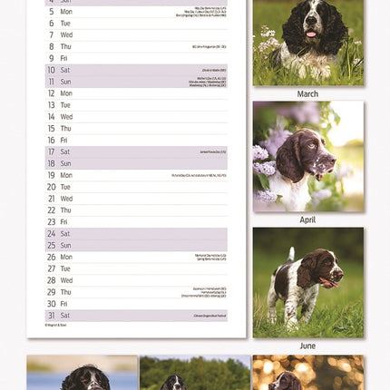 Magnet & Steel Engelse Springer Spaniel Kalender 2025  Slimline