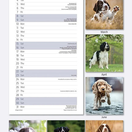 Magnet & Steel Engelse Springer Spaniel Kalender 2027 Slimline