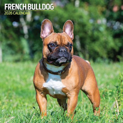 Magnet & Steel Franse Bulldog Kalender 2027