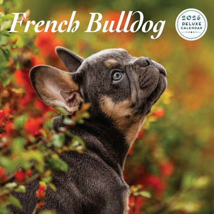 Magnet & Steel Franse Bulldog Kalender 2027 Deluxe