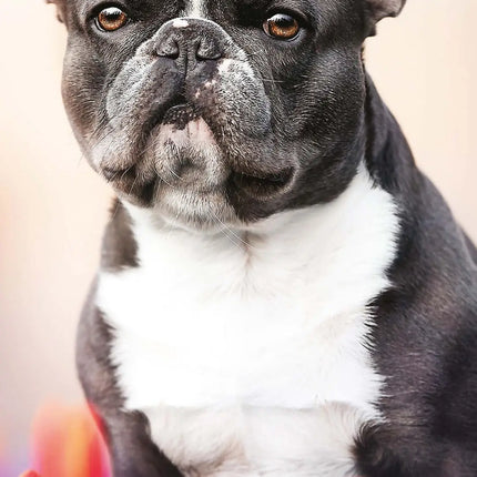 Magnet & Steel Franse Bulldog Kalender 2027 Slimline