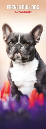 Magnet & Steel Franse Bulldog Kalender 2027 Slimline