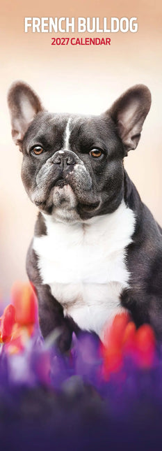 Magnet & Steel Franse Bulldog Kalender 2027 Slimline