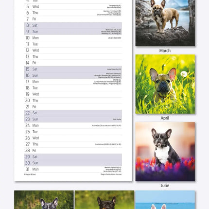 Magnet & Steel Franse Bulldog Kalender 2027 Slimline