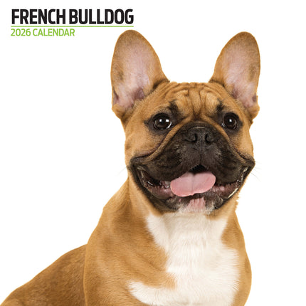 Magnet & Steel Franse Bulldog Modern Kalender 2027