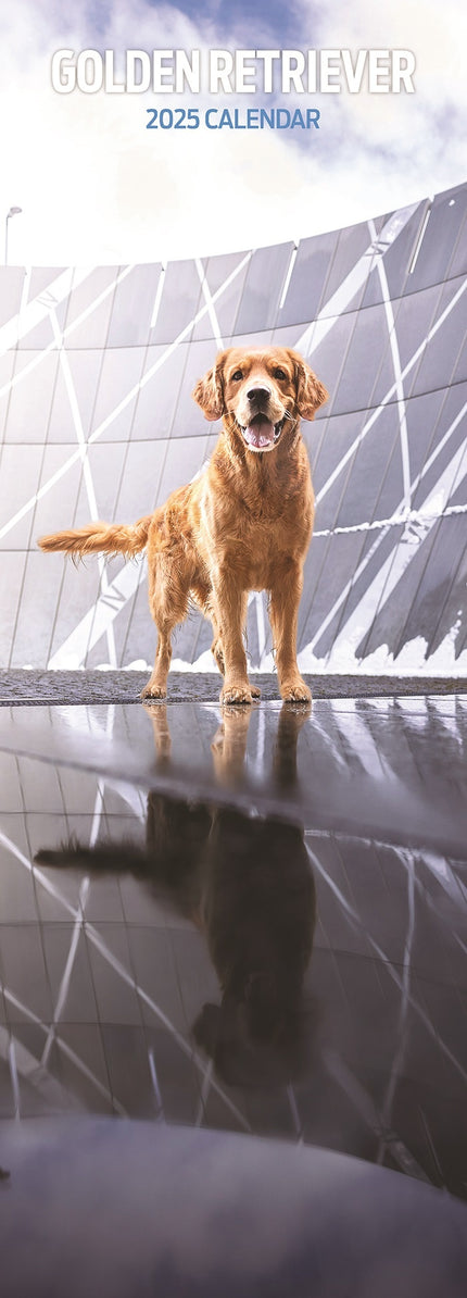 Magnet & Steel Golden Retriever Kalender 2025 Slimline