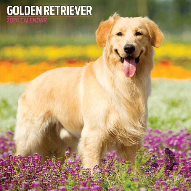 Magnet & Steel Golden Retriever Kalender 2026