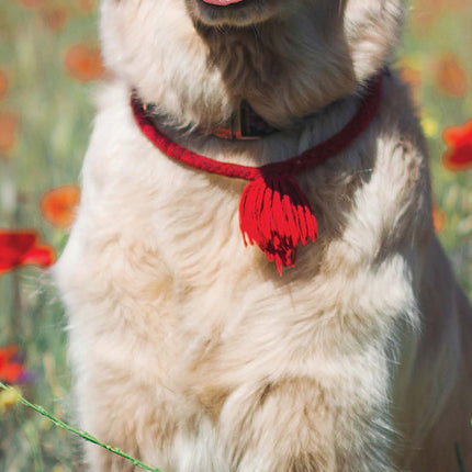 Magnet & Steel Golden Retriever Kalender 2026 Slimline