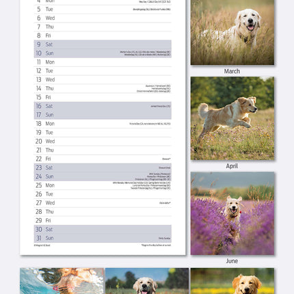 Magnet & Steel Golden Retriever Kalender 2026 Slimline