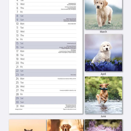 Magnet & Steel Golden Retriever Kalender 2026 Slimline