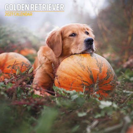 Magnet & Steel Golden Retriever Kalender 2027