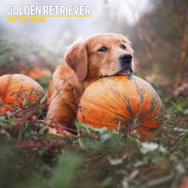 Magnet & Steel Golden Retriever Kalender 2027