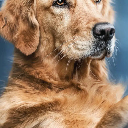 Magnet & Steel Golden Retriever Kalender 2027 Slimline
