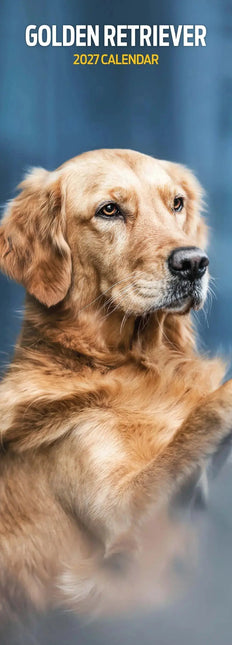 Magnet & Steel Golden Retriever Kalender 2027 Slimline