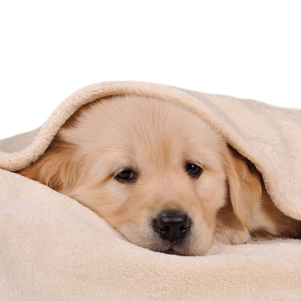 Magnet & Steel Golden Retriever Modern Kalender 2026