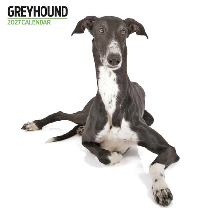Magnet & Steel Greyhound Modern Kalender 2027