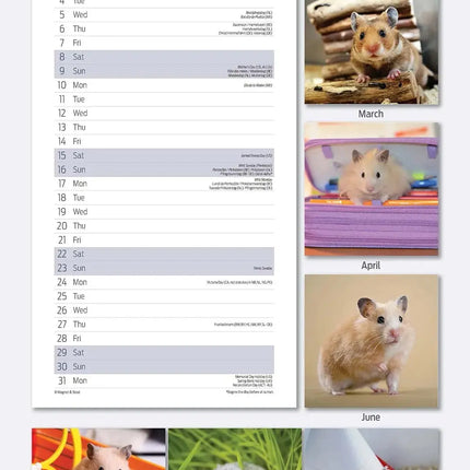 Magnet & Steel Hamster Kalender 2027 Slimline