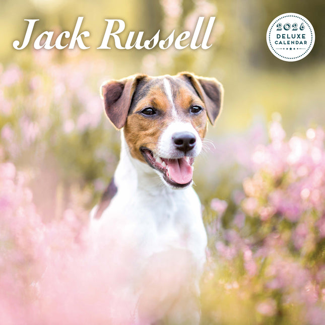 Magnet & Steel Jack Russell Terrier Kalender 2026 Deluxe