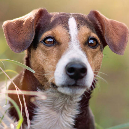 Magnet & Steel Jack Russell Terrier Kalender 2026 Slimline