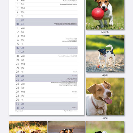 Magnet & Steel Jack Russell Terrier Kalender 2026 Slimline