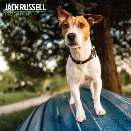Magnet & Steel Jack Russell Terrier Kalender 2027