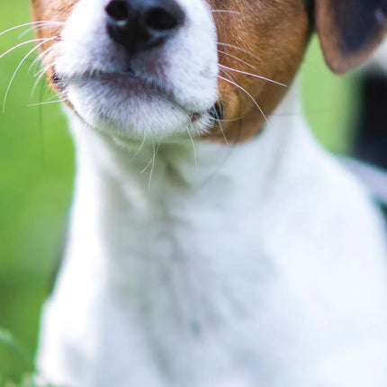 Magnet & Steel Jack Russell Terrier Kalender 2027 Slimline
